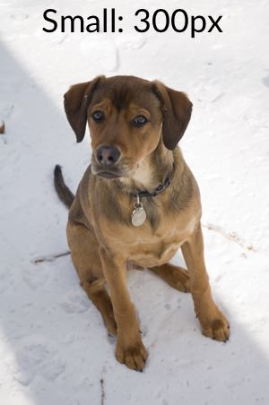 milo in the snow