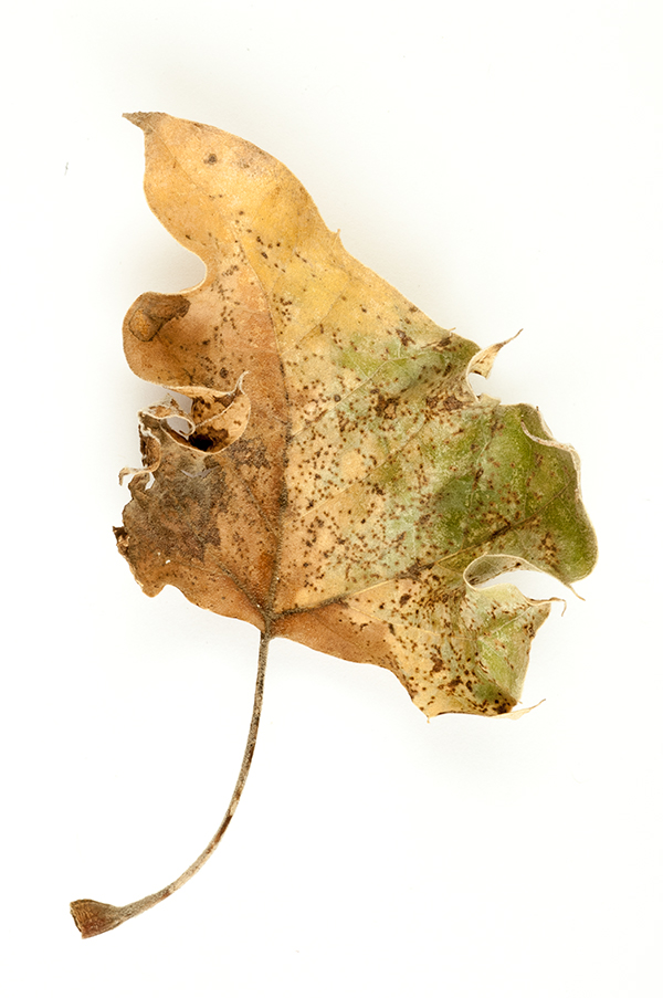 Leaf_1_2014