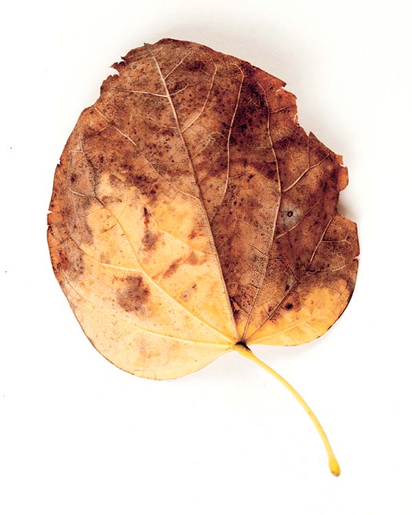 Leaf_4_2014