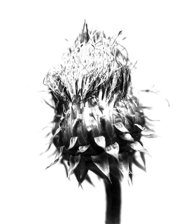 thistle_24_2018