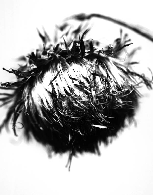 thistle_29_2018